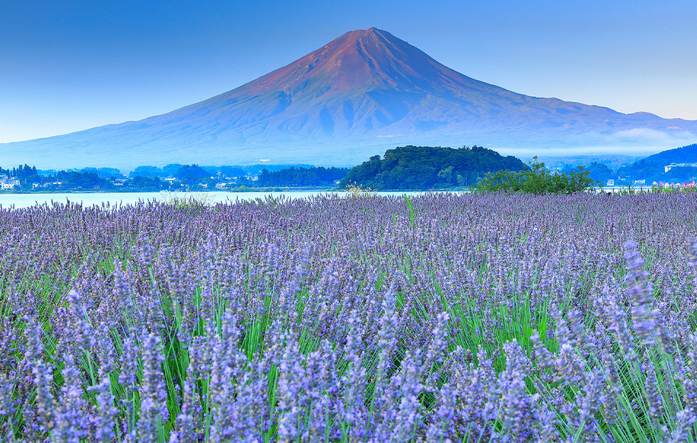 日本国内・海外旅行なら旅ぷらネット